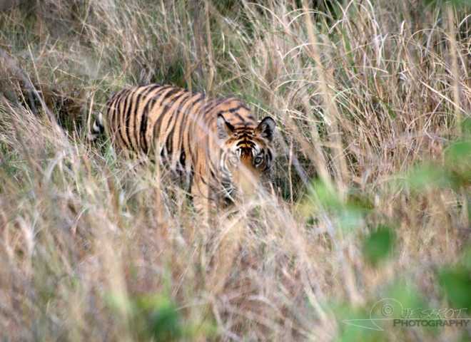 Tigre (Panthera tigris) – Inde