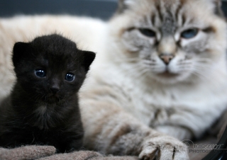 Maman chat – France