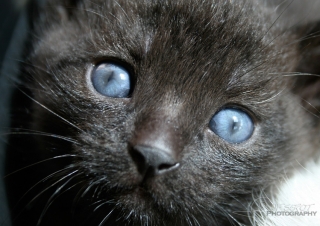 Chaton – France