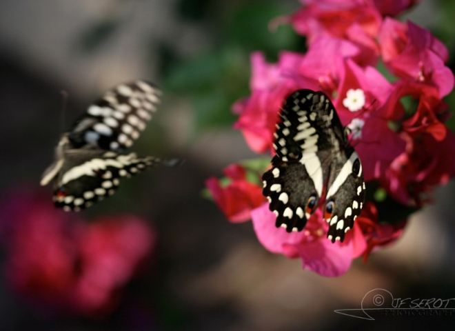 Papilionoidea – Zambie