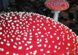 Amanite (Amanita muscaria) – France