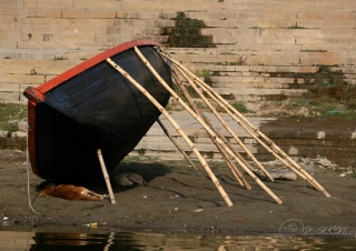 Chiens à l’abri – Inde