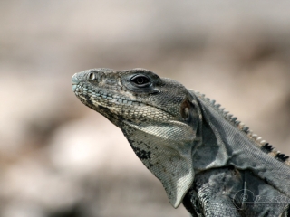 Iguane vert (Iguana iguana) – Mexique