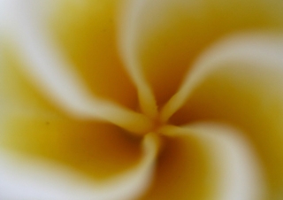 Frangipanier (Plumeria acuminata) – Zambie