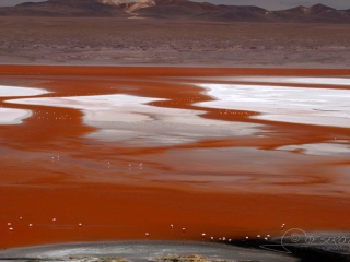 Laguna Colorada, Sud Lipez – Bolivie