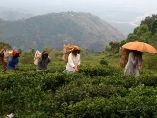 Ramassage du thé – Inde