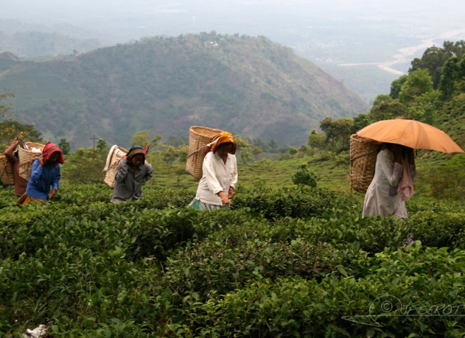 Ramassage du thé – Inde