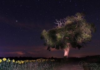 Psychédélisme – France