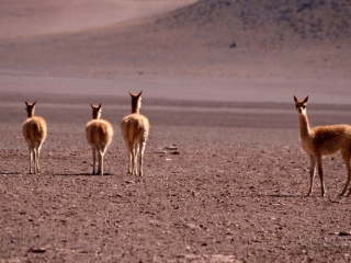 Vigogne (Vicugna vicugna) – Bolivie