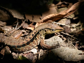 Lacertidae – Guatemala