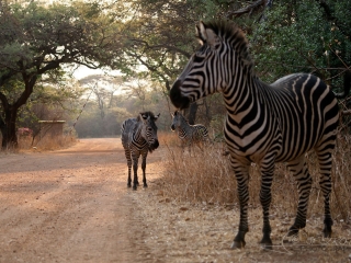Zèbre, Equus – Zambie