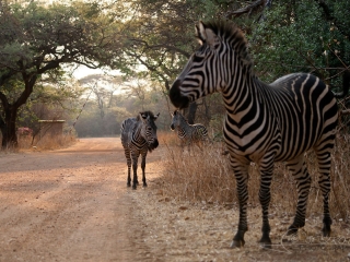Zèbre, Equus – Zambie
