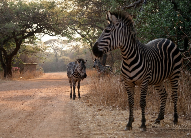 Zèbre, Equus – Zambie