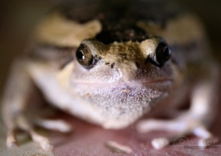 « Ouah Ouah », Bufonidae – Viêt Nam