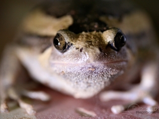 « Ouah Ouah », Bufonidae – Viêt Nam