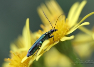 Oedémère noble (Oedemera nobilis) – France