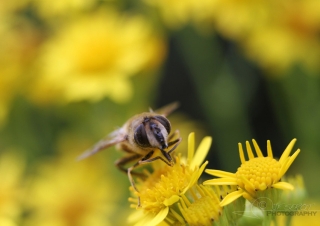 Syrphidae – France