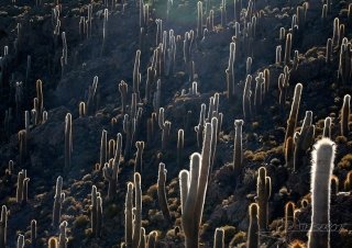 Forêt de Cactus, Sud Lipez – Bolivie