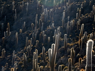 Forêt de Cactus, Sud Lipez – Bolivie