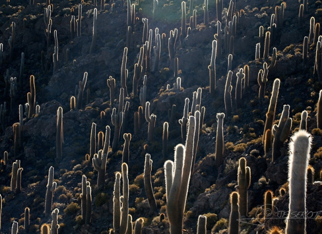 Forêt de Cactus, Sud Lipez – Bolivie