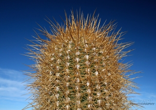 Piquant de cactus – Bolivie