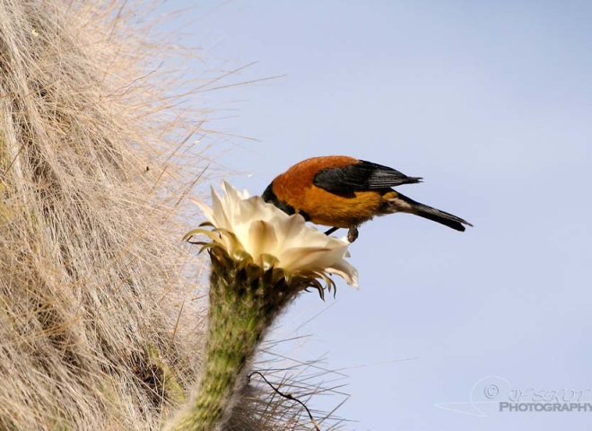 Phrygile à tête noire (Phrygilus atriceps) – Bolivie