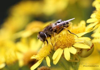 Misumena vatia – France