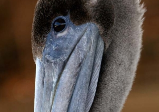 Pélican brun (Pelecanus occidentalis) – Mexique