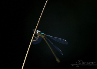Leste vert (Chalcolestes viridis) – France
