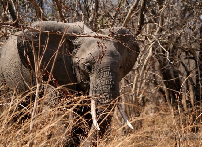 Éléphant d’Afrique (Loxodonta africana) – Zambie