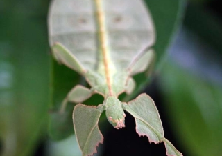 Tea deva (Phyllium sp) – Inde