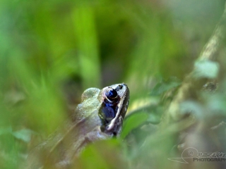 Grenouille agile (Rana dalmatina) – France
