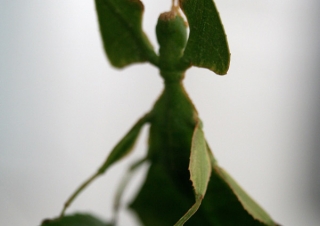 Tea deva (Phyllium sp) – Inde