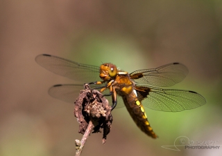 Libellule déprimée (Libellula depressa) – France