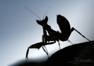 Welcome darling, Mantidae – Cambodge