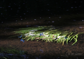 Caloptéryx éclatant (Calopteryx splendens) – France