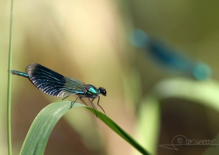 Caloptéryx éclatant (Calopteryx splendens) – France