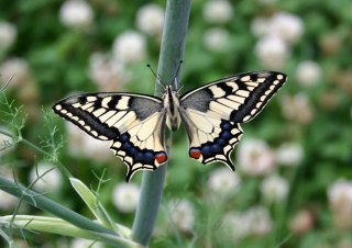 Machaon (Papilio machaon) – France