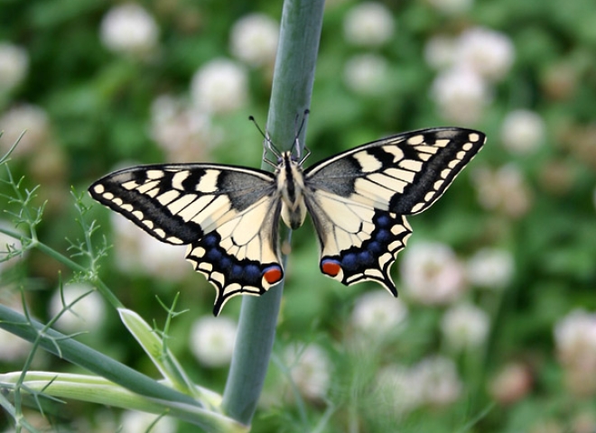 Machaon (Papilio machaon) – France
