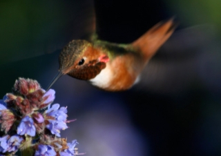 Colibri d’Allen (Selasphorus sasin) – Californie