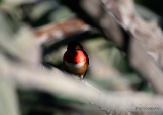 Bijou de colibri – Californie
