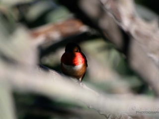 Bijou de colibri – Californie