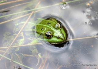 Grenouille verte (Rana kl. esculenta) – France
