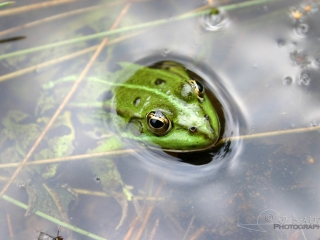 Grenouille verte (Rana kl. esculenta) – France
