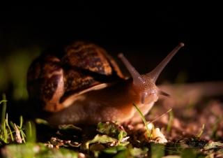 Escargot Petit-gris (Helix aspersa aspersa) – France