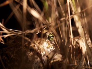 Crapaud calamite (Epidalea calamita) – France