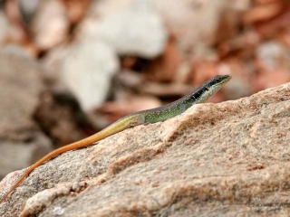 Lézard plat commun (Platysaurus intermedius) – Malawi