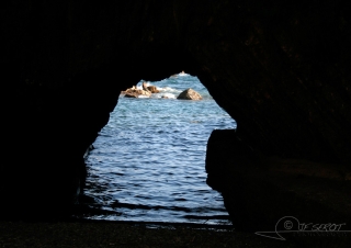 Hippocampe – Italie