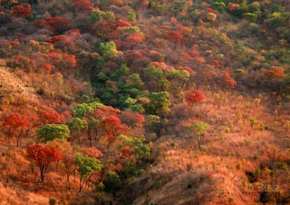 Vallon forestier – Malawi
