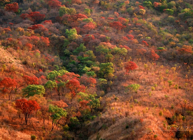 Vallon forestier – Malawi